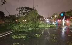 TP.HCM: Mưa lớn, cây xanh trên đại lộ Võ Văn Kiệt bật gốc nằm la liệt