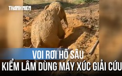 Cận cảnh cứu chú voi rơi xuống hố trong rẫy xoài
