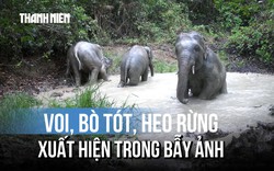 Khoảnh khắc hiếm: Voi con vô tư tắm bùn giữa rừng Mã Đà
