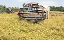 Lúa đông xuân 'chạy mặn'  trúng lớn