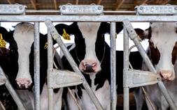 WHO: có trường hợp uống sữa bò chưa thanh trùng bị nhiễm cúm H5N1