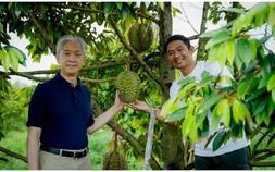 Campuchia bắt đầu bán sầu riêng cho Trung Quốc