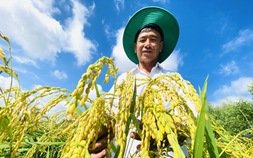 Người Việt đang vẽ lại bản đồ gạo thế giới