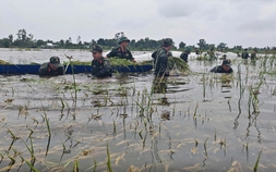 Mưa lũ bất thường, nông nghiệp thiệt hại nặng