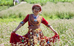 400 ha hoa tam giác mạch cùng nở rộ trên cao nguyên đá

