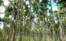 Chuyển sang trồng cau,  nông dân thu tiền tỉ mỗi năm