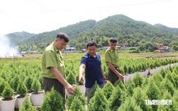 Kỹ sư người Tày chinh phục thành công loài 'vương mộc'