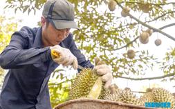 Sầu riêng Việt Nam mở thêm thị trường tỉ dân mới