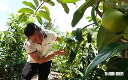 Trồng hồng sô cô la trên đất cồn, nông dân thu lãi 700 triệu đồng/năm