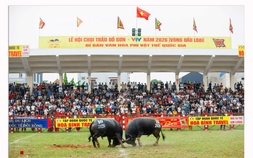 Chung kết chọi trâu Đồ Sơn 2026 - Chảo lửa Đồ Sơn đang nóng dần