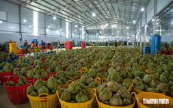 50 cơ sở được phép kiểm nghiệm chất cấm trên sầu riêng xuất khẩu Trung Quốc