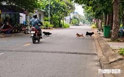 Chó vẫn thả rông khắp khu dân cư Cát Lái, có bé gái bị rượt vào tận nhà sách