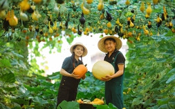 Bộ ảnh cưới giữa khu vườn cây trái trĩu cành do cặp đôi tự trồng