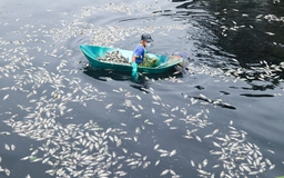 Nghệ An: Cá chết trắng dưới hào thành Vinh