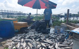 Xác định nguyên nhân cá nuôi lồng bè trên sông Nghèn ở Hà Tĩnh chết hàng loạt