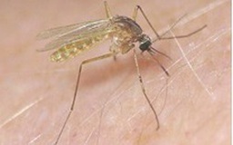 Cảnh báo về loài muỗi truyền bệnh viêm não cấp tính ở trẻ nhỏ