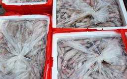 Thanh Hóa: Phát hiện vụ vận chuyển 3,2 tấn cá khoai chứa formol