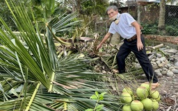Đồng Nai: Công an xác minh vụ vườn dừa của người dân ở H.Vĩnh Cửu bị chặt phá