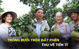 Bà Bưởi thu tiền tỉ nhờ trồng được bưởi da xanh trên đất bỏ hoang nhiễm phèn