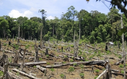 Hơn 400 nhân viên bảo vệ rừng tại Kon Tum xin nghỉ việc