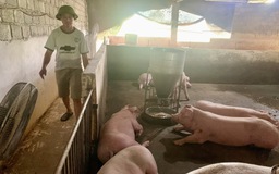 Giá lợn giảm sâu, người chăn nuôi dè dặt tái đàn