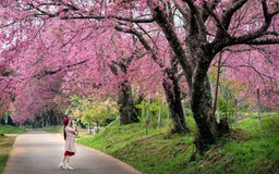 Sắc hồng rực rỡ trong mùa hoa sakura ở Hàn Quốc