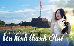 Thơ mộng hoa cỏ lau phủ kín kinh thành Huế trong thời điểm giao mùa đẹp nhất