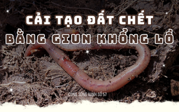 Cùng sống xanh số 57: Cải tạo đất chết bằng giun khổng lồ, trồng cây trái xum xuê dù cả năm không bón phân