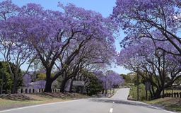 Mê mẩn ngắm mùa phượng tím thơ mộng tại Australia