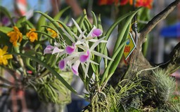 Hơn 600 tác phẩm hoa phong lan quy tụ tại hội thi hoa phong lan toàn quốc
