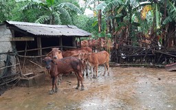 Quảng Trị: Nước lũ cuốn trôi 80 con bò của người dân
