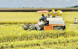 Vì sao gạo Thái liên tục tăng còn gạo Việt vẫn bất động?