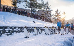 Khám phá Hokkaido: Thiên đường tự nhiên, hoang sơ và văn hóa độc đáo