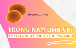 Cùng sống xanh số 56: Trồng nấm linh chi từ trải nghiệm chữa bệnh của chính mình