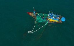 Quảng Ngãi: Đề xuất cấm đánh bắt có thời hạn tại 5 khu vực biển ven bờ