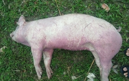 Dịch tả lợn châu Phi lan rộng, Quảng Trị được hỗ trợ hóa chất chống dịch