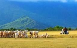 Ninh Thuận có làng Mông Cổ, tháp Po Klong Garai và đàn cừu lên hình đẹp 'xỉu'