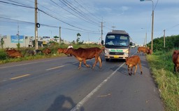 Bò thả rông trên đường, nguy hiểm