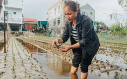 Lũ về, người dân Quảng Bình mất trắng vụ hoa tết