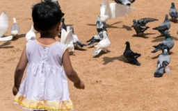 Úc: Bé gái 2 tuổi tử vong do nhiễm virus từ chim bồ câu