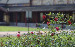 'Lạc' vào vườn hồng cổ từng bị lãng quên trong hoàng thành Huế