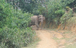 Con voi rừng từng 'đại náo' bản làng ở Nghệ An đã chết