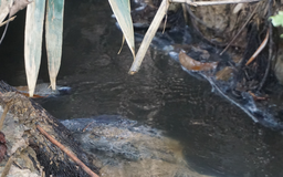 Con suối dài 4 km bị ô nhiễm: Chưa biết nguồn nước bẩn chảy ra từ đâu