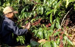 Giá cà phê liên tục tăng gần chạm mức kỷ lục, nông dân lãi lớn