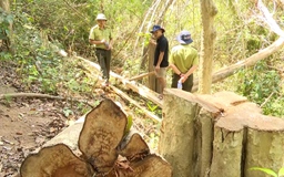 Rừng Kông Chro lại chảy máu, cán bộ còn tưởng dân “lấy gỗ làm nhà”