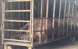 Phạt người bán lợn chết đang phân hủy, bốc mùi 10 triệu đồng