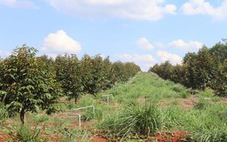 Đổ xô trồng sầu riêng: Nhiều rủi ro tiềm ẩn