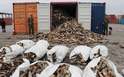 Cận cảnh thủ đoạn tinh vi giấu ngà voi châu Phi trong container sừng bò