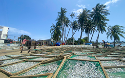 Mùa phơi cá cơm ở Quảng Ngãi