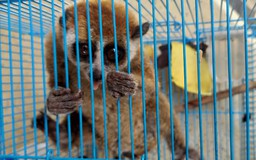 TP.HCM: Một hộ dân phát hiện con culi bám trên cửa nhà